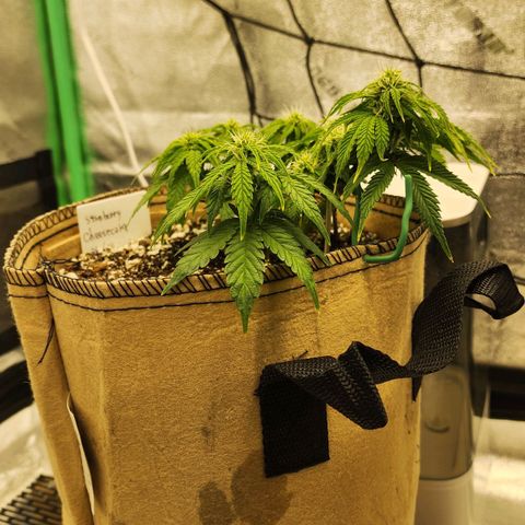 Strawberry cheesecake + critical 2.0 #1 growlog timeline photo