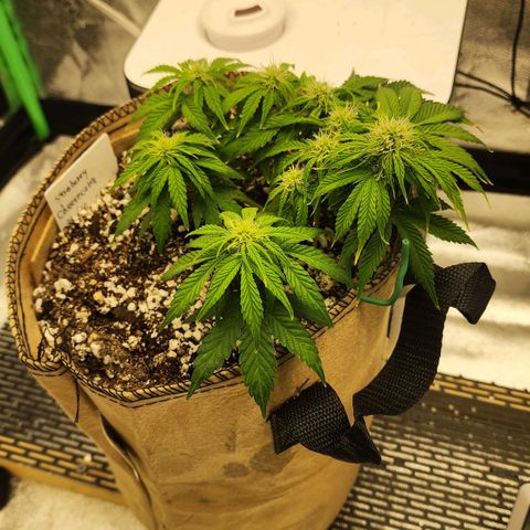 Strawberry cheesecake + critical 2.0 #1 growlog timeline photo