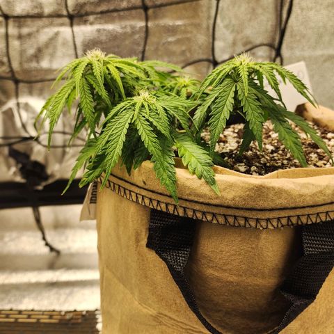 Strawberry cheesecake + critical 2.0 #1 growlog timeline photo