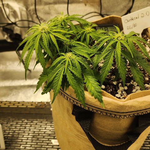 Strawberry cheesecake + critical 2.0 #1 growlog timeline photo