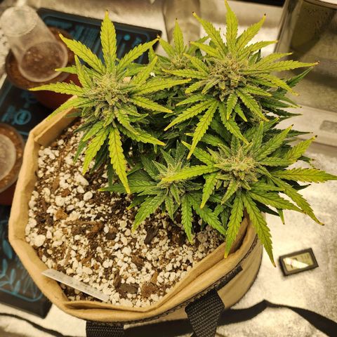 Strawberry cheesecake + critical 2.0 #1 growlog timeline photo