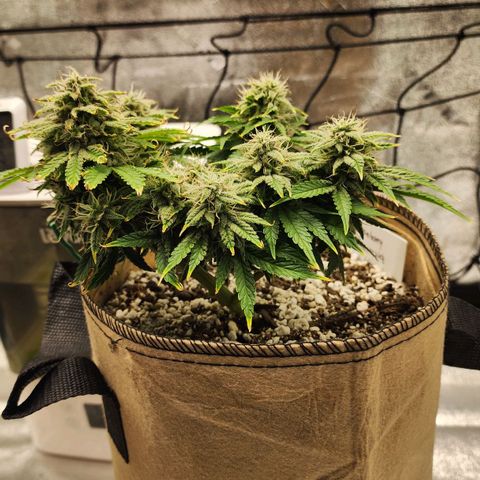 Strawberry cheesecake + critical 2.0 #1 growlog timeline photo