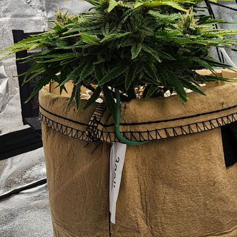 Strawberry cheesecake + critical 2.0 #1 growlog timeline photo