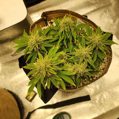 Strawberry cheesecake + critical 2.0 #1 growlog timeline photo