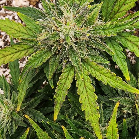 Strawberry cheesecake + critical 2.0 #1 growlog timeline photo