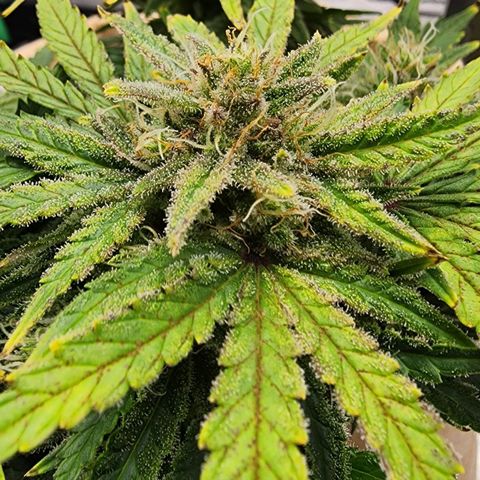 Strawberry cheesecake + critical 2.0 #1 growlog timeline photo