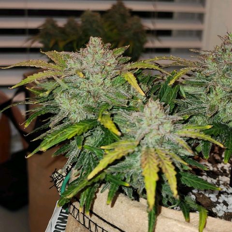 Strawberry cheesecake + critical 2.0 #1 growlog timeline photo