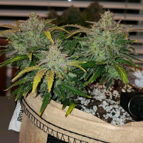 Strawberry cheesecake + critical 2.0 #1 growlog timeline photo