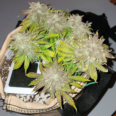 Strawberry cheesecake + critical 2.0 #1 growlog timeline photo