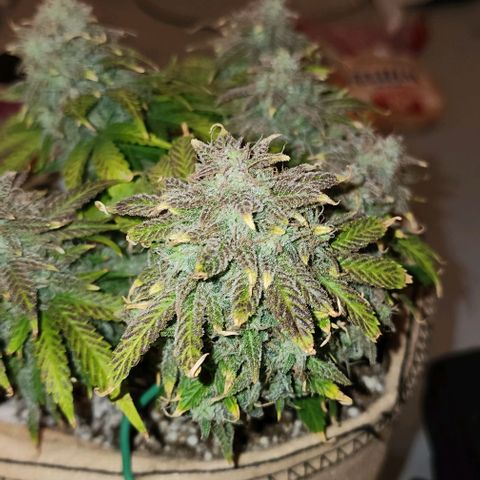 Strawberry cheesecake + critical 2.0 #1 growlog timeline photo