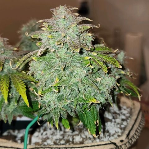 Strawberry cheesecake + critical 2.0 #1 growlog timeline photo
