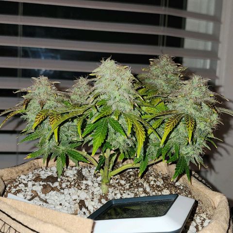 Strawberry cheesecake + critical 2.0 #1 growlog timeline photo