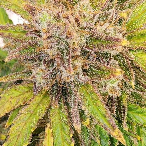Strawberry cheesecake + critical 2.0 #1 growlog timeline photo