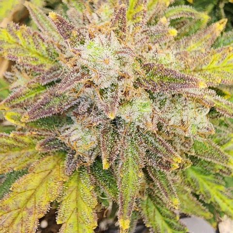 Strawberry cheesecake + critical 2.0 #1 growlog timeline photo