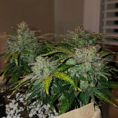Strawberry cheesecake + critical 2.0 #1 growlog timeline photo
