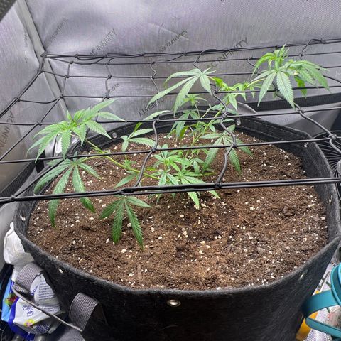 Dreamy growlog photo: Morning after repot. She seems to be taking quite healthy. There’s a burn spot from the dispo but other than that she looks great. 