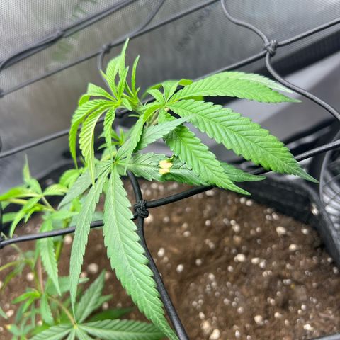 Dreamy growlog photo: Morning after repot. She seems to be taking quite healthy. There’s a burn spot from the dispo but other than that she looks great. 