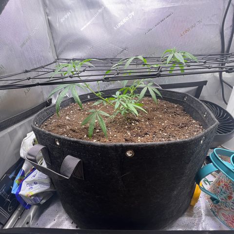 Dreamy growlog photo: Morning after repot. She seems to be taking quite healthy. There’s a burn spot from the dispo but other than that she looks great. 