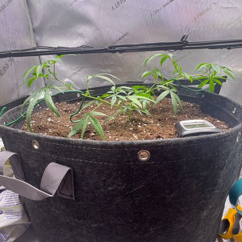 Dreamy growlog photo: Pulled the plant further apart later in the day. 