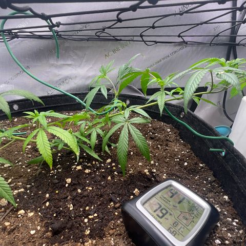 Dreamy growlog timeline photo