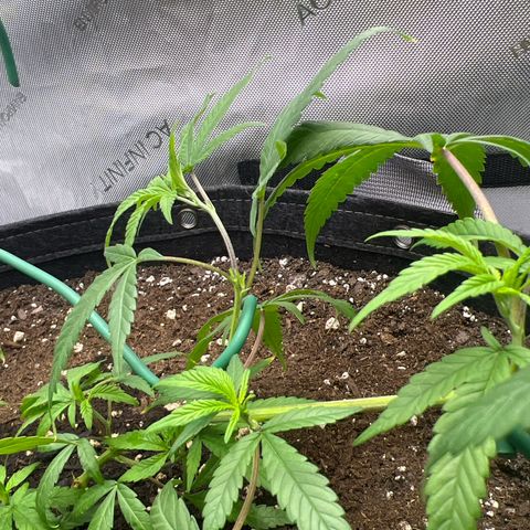 Dreamy growlog timeline photo