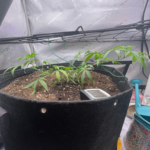 Dreamy growlog timeline photo