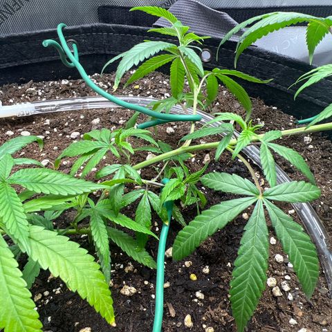 Dreamy growlog timeline photo