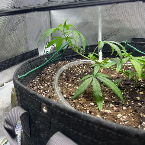 Dreamy growlog timeline photo