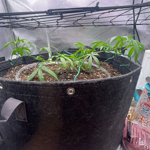 Dreamy growlog timeline photo