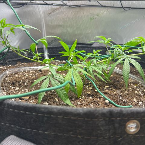 Dreamy growlog photo: 12:00 Tied more of it down. 