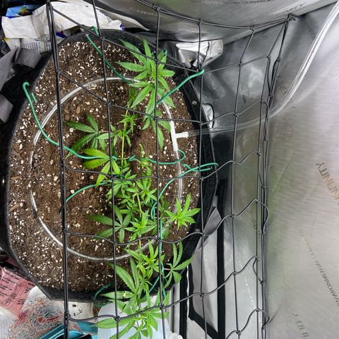 Dreamy growlog photo: 12:00 Tied more of it down. 