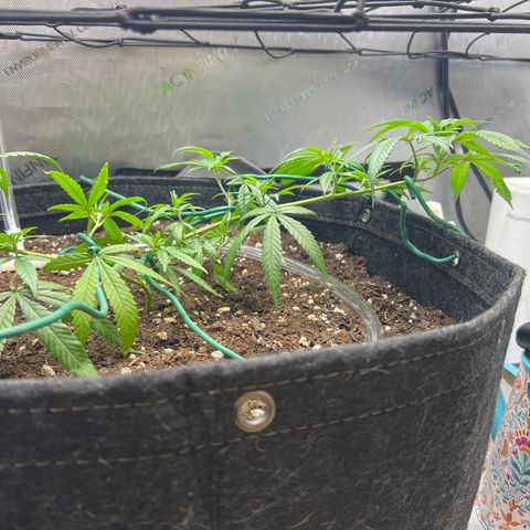 Dreamy growlog photo: 12:00 Tied more of it down. 