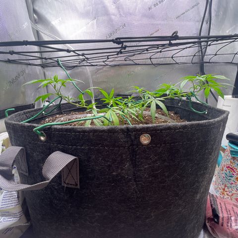 Dreamy growlog photo: 12:00 Tied more of it down. 