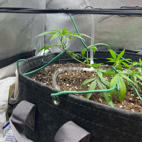 Dreamy growlog photo: 12:00 Tied more of it down. 