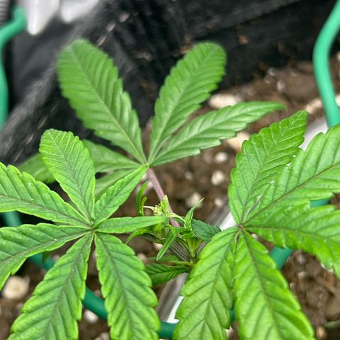 Dreamy growlog timeline photo