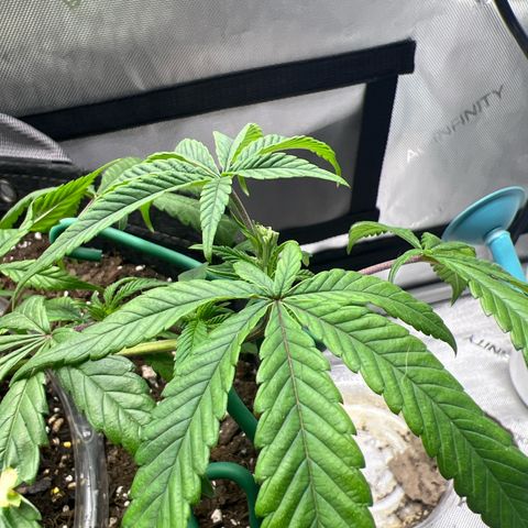 Dreamy growlog timeline photo