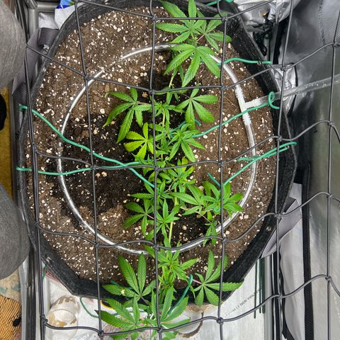 Dreamy growlog timeline photo