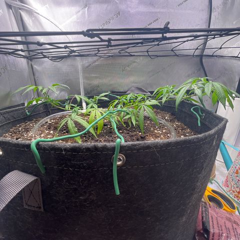 Dreamy growlog timeline photo
