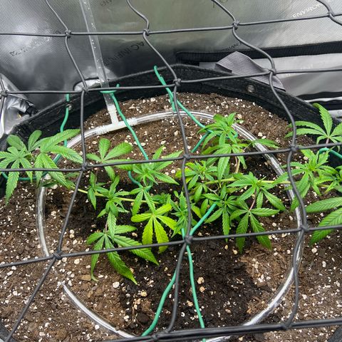 Dreamy growlog timeline photo