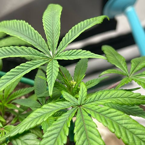 Dreamy growlog photo: 12:00 Fimming seems to have worked on the plant. Will look later to see if there’s anymore growth. 