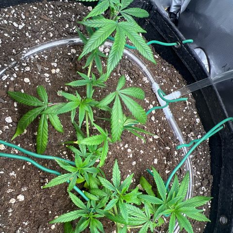 Dreamy growlog photo: 12:00 Fimming seems to have worked on the plant. Will look later to see if there’s anymore growth. 