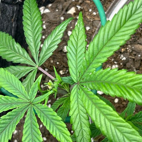 Dreamy growlog photo: 12:00 Fimming seems to have worked on the plant. Will look later to see if there’s anymore growth. 