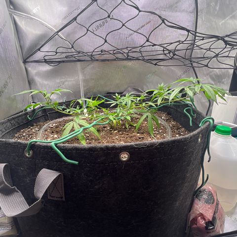 Dreamy growlog photo: 12:00 Fimming seems to have worked on the plant. Will look later to see if there’s anymore growth. 