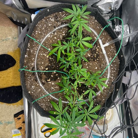 Dreamy growlog photo: Retied entire plant. 