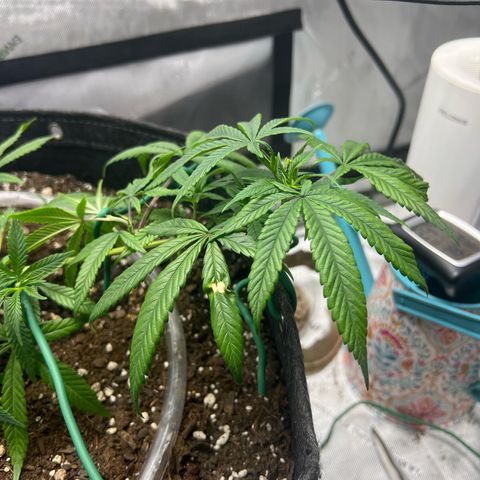 Dreamy growlog photo: Retied entire plant. 