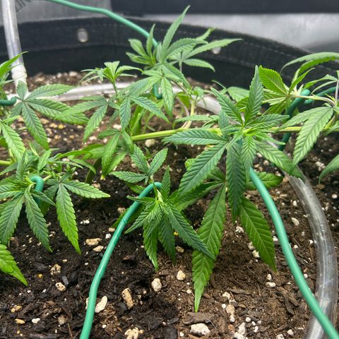 Dreamy growlog photo: Retied entire plant. 