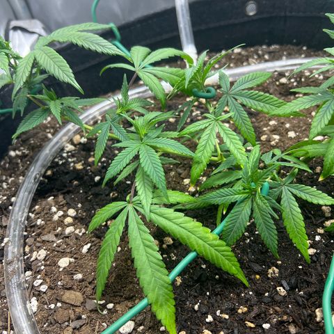 Dreamy growlog photo: Retied entire plant. 