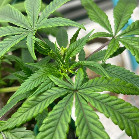 Dreamy growlog photo: Fimming definitely working. 
