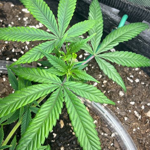 Dreamy growlog photo: Fimming definitely working. 