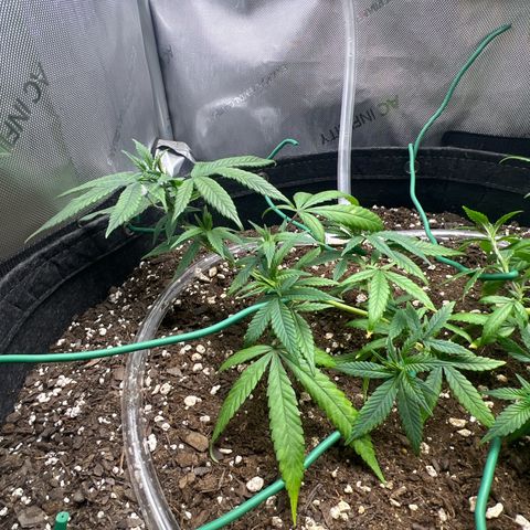 Dreamy growlog timeline photo